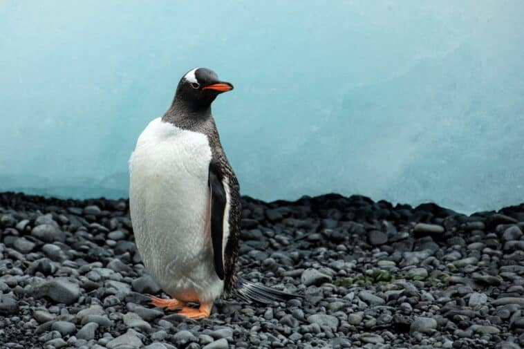 Scientists discover first new penguin species in 100 years 1 A gentoo penguin photographed on the Antarctic Peninsula. A new genomic study has split gentoos into 4 distinct species | ©Image Credit: Andrew Shiva / Wikipedia, CC BY-SA 4.0