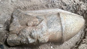 The newly discovered red-granite head of King Ramses II at the excavation site in Gharbia province | ©Image Credit: Ministry of Tourism and Antiquities (Egypt)