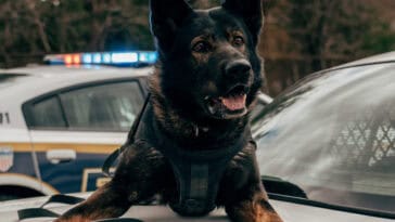 Warhound wants to clone and genetically engineer military dogs to improve their performance and extend their working lives | ©Image Credit: Unsplash / Martin Podsiad
