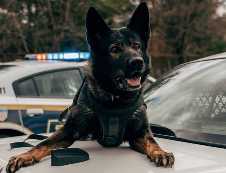 Warhound wants to clone and genetically engineer military dogs to improve their performance and extend their working lives | ©Image Credit: Unsplash / Martin Podsiad