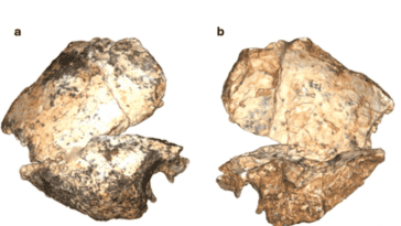 Outer (left) and inner (right) views of specimen DNH 127, an adult Homo erectus skull fragment dating back 2 million years, recovered from South Africa's Drimolen Main Quarry | ©Image Credit: Martin et al. / Annals of Human Biology (CC BY 4.0)